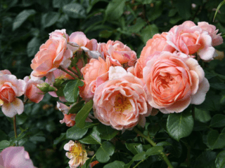 Rose Elizabeth Stuart (Elizabeth Stuart): description of the variety, photo