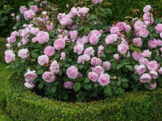 Rose Maria Theresia (Maria Teresa): photo and description, reviews
