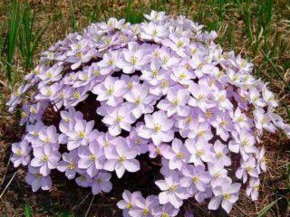 Planting and caring for doubtful jeffersonia in open ground