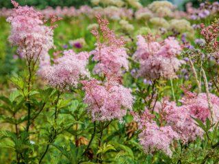 Druhy a odrody lipnice lúčnej (múčnatka): Elegance, Red Umbrella, Filipendula a iné