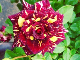 Hybridná čajová ruža floribunda Abracadabra (Abracadabra)