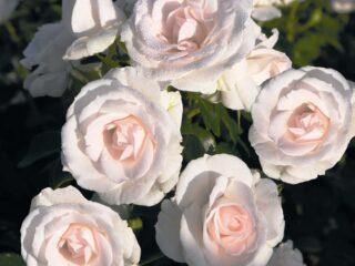 Floribunda rose Aspirin Rose (Aspirin Rose): popis odrody, video