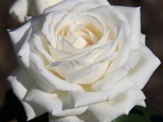 Hybrid tea white rose Boeing (Boeing): description of the variety, reviews