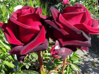 Hybrid tea rose variety Black Magic (Black Magic)