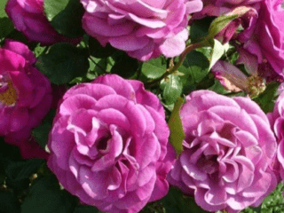 Popínavá hybridná čajová ruža Violette Parfumee (Violet Parfume)