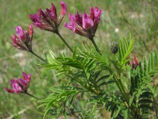 Astragalus: liečivé vlastnosti a použitie, kontraindikácie
