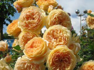 Anglická ruža Korunná princezná Margareta (Crown Princess Margareta)