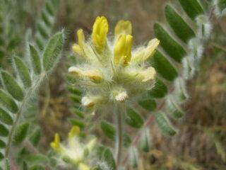 Astragalus našuchorený (vlnokvetý): liečivé vlastnosti a kontraindikácie