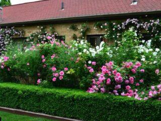 How to properly trim and shape rose hips: spring, summer, autumn