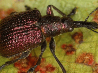 How to treat strawberries against weevils: spring, summer, autumn