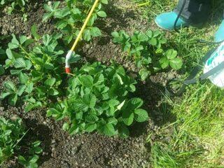 Treatment of strawberries with Fitoverm: during flowering, after harvesting