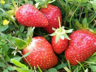Description and characteristics of remontant strawberries Malga (Malga)