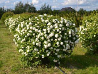 How to prune and shape viburnum buldenezh in spring and autumn