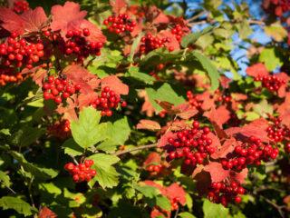 Viburnum Taiga rubíny: popis odrody, fotografie, recenzie