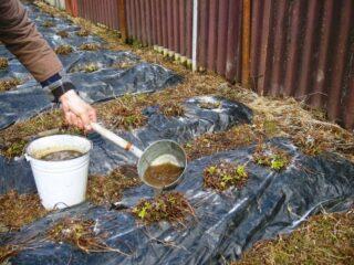 Is it possible to apply manure to strawberries: in autumn, spring, when planting