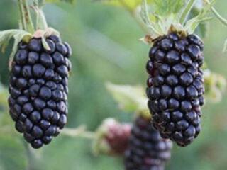 Blackberry Black Butte (Black Butte): popis odrody, zimná odolnosť, starostlivosť, prerezávanie
