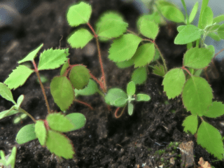 Reproduction and cultivation of rose hips from seeds at home