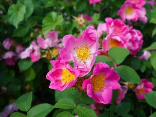 When and how rose hips bloom: timing, photo of the bush