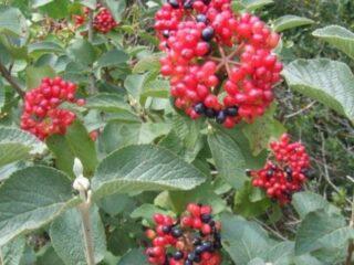 Viburnum gordovina: popis odrody, starostlivosť, choroby a škodcovia, foto
