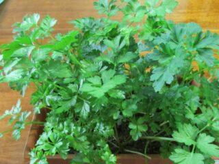 Parsley: vegetable or herb, perennial or annual crop, name, varieties