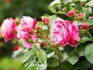Decoratieve rozenbottels: beschrijving en foto's, variëteiten, planten en verzorgen