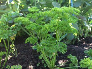 Menyemai benih pasli di tanah terbuka pada musim bunga