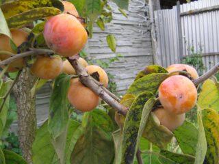 Variedad de caqui Mider: descripción con foto.