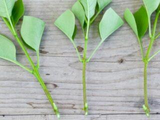 How Japanese chaenomeles (quince) propagates by seeds and cuttings