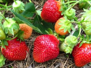 Beschrijving van het ras en foto van Flair-aardbeien