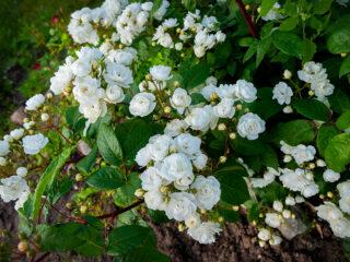 Witte rozenbottels: naam en foto van de struik, voordelen, planten en verzorging