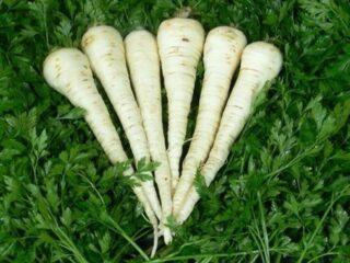 When and how to plant root parsley in open ground