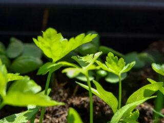 Parsley seedlings: growing at home, detailed instructions, photos