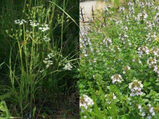 What is the difference between caraway and thyme?