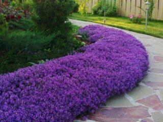 Thyme (thyme) creeping: planting and care in open ground, family, flowering, varieties