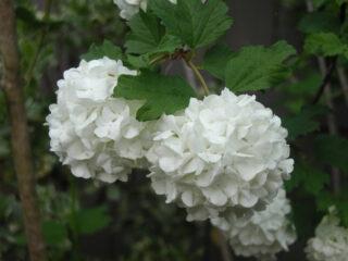 Viburnum Roseum (Rozeum): popis odrody a fotografie, výsadba a starostlivosť