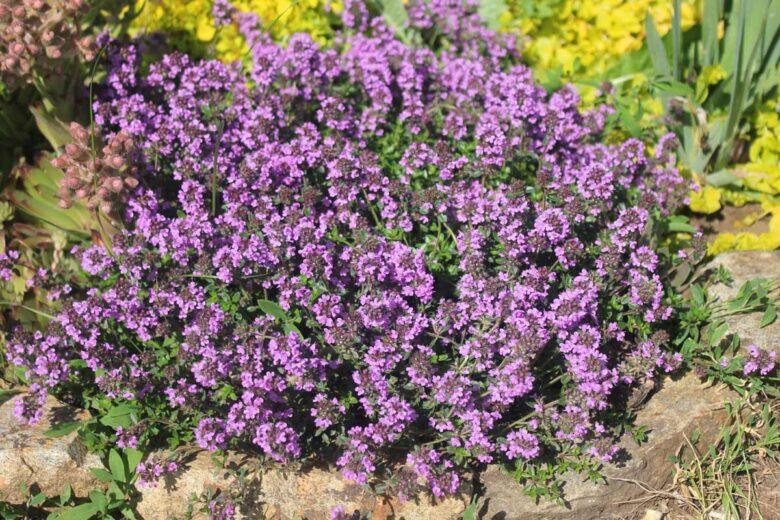 20000+ Semi Di Timo Strisciante Blu – Tappezzante Per Giardino E Prato, Pianta Resistente