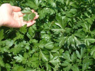 Parsley Italian giant: variety description, photos, reviews