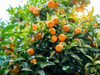 Tipos y variedades de mandarinas: fotos y descripciones, nombres.