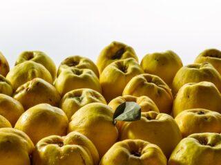 Kedy rodí a dozrieva v Rusku Chaenomeles (dula)?