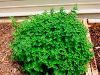 Hvordan plante oregano (oregano) i åpen mark