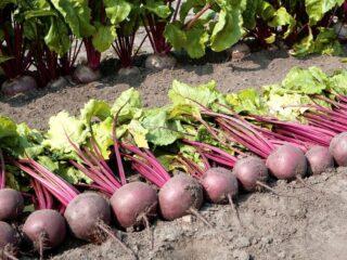 Detroit beets: variety description, cultivation