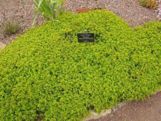 Lemon thyme: photo, cultivation in open ground, beneficial properties