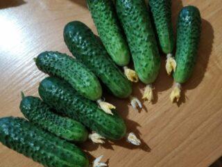 Bobrik F1 cucumbers: variety description, photos, yield, gardener reviews