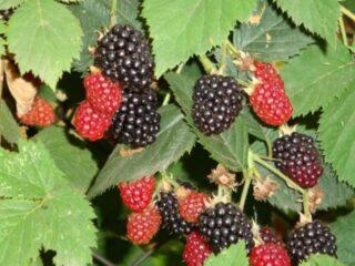 Blackberry variety Darrow: description, characteristics, photos, reviews
