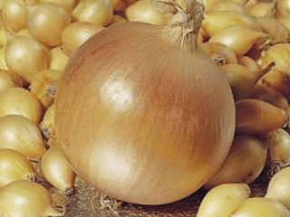 Shetana onion set: description and characteristics of the variety, photos, taste, reviews