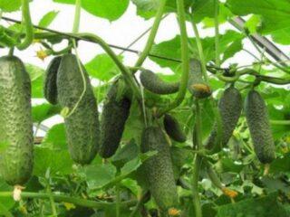 Pepinos Kibria F1: descripción de la variedad, fotos, rendimiento, reseñas de jardineros
