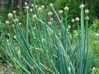 Varieties and types of perennial onions: photos with names