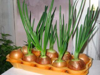 Cómo plantar cebollas en cajas de huevos.