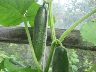Cucumber Real Colonel F1: characteristics and description of the variety, photos, yield, reviews