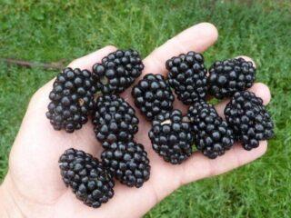 Blackberry Chachanskaya Bestrna: popis odrůdy, fotografie, videa, recenze zahradníků